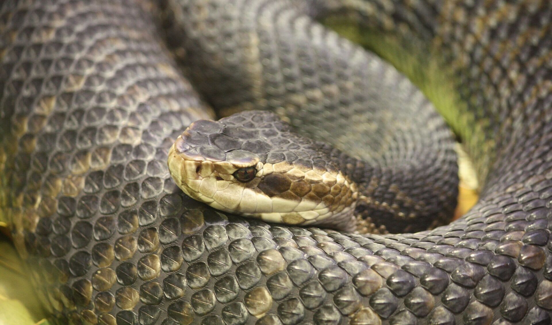 Agkistrodon piscivorus Cottonmouth facts, distribution & population BioDB